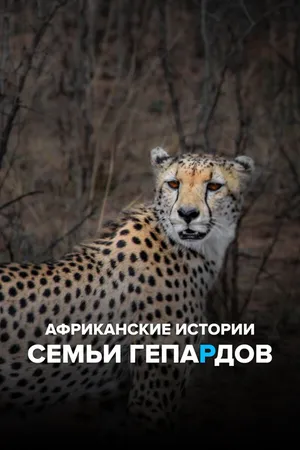Африканские истории семьи гепардов ()