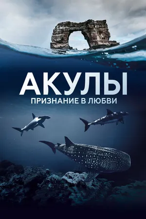 Акулы. Признание в любви ()