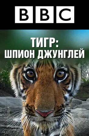 BBC: Тигр – шпион джунглей ()