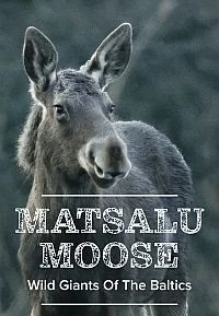 Матсалукские лоси. Гиганты Прибалтики