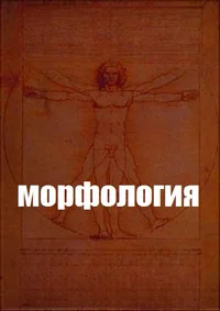 Морфология