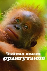 Тайная жизнь орангутанов